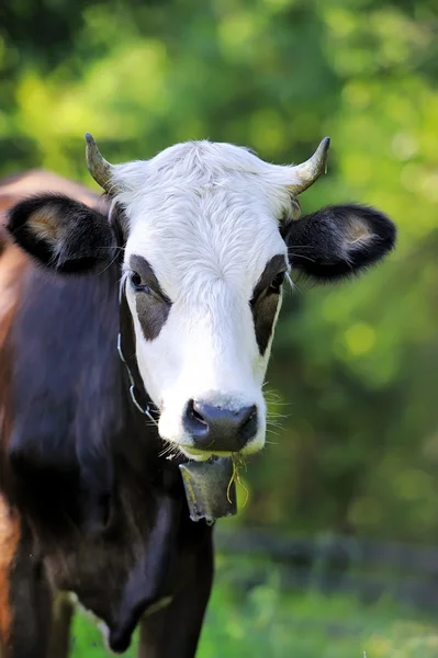 Portrait cow — Stock Photo, Image