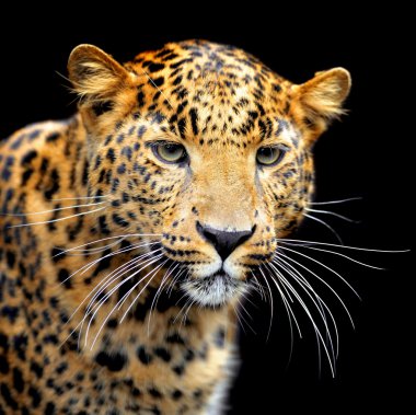 leopar