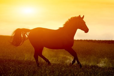 Horse in sunset clipart