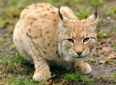 Young lynx clipart