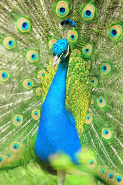 Beautiful indian peacock with fully fanned tail clipart