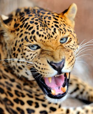 Leopard clipart