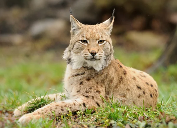 stock image Young lynx