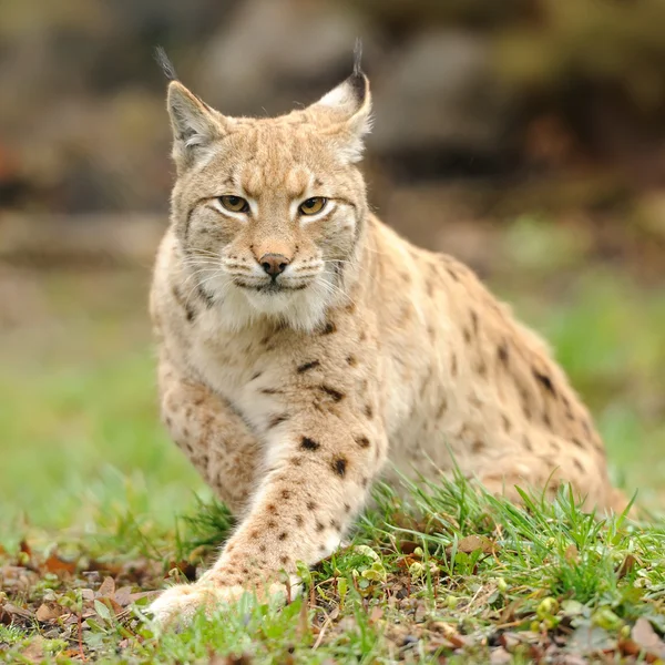 Jonge lynx — Stockfoto