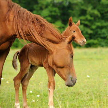 Horse on a green grass clipart