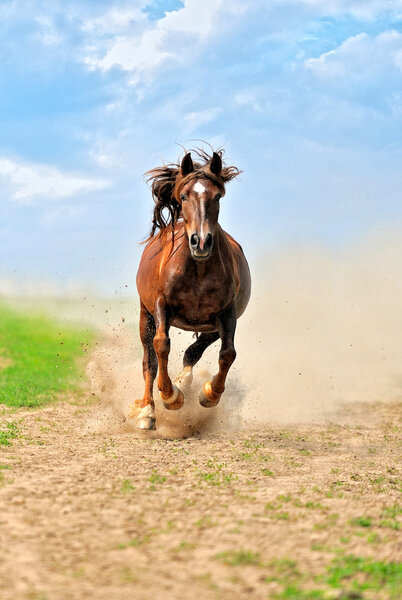 Horse hurrying at a gallop