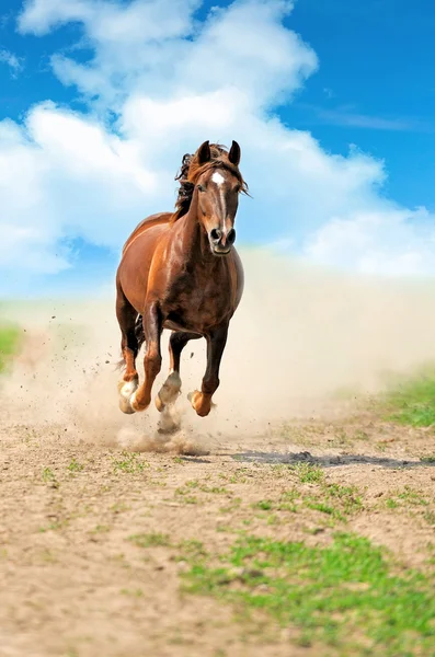 Hest som haster i galopp – stockfoto