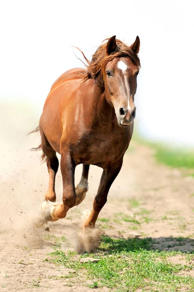 Cavalo apressando-se em um galope Fotografias De Stock Royalty-Free