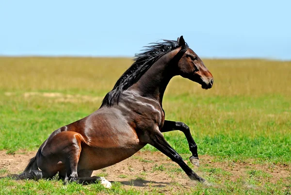 Häst i gräs Stockbild