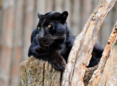 Black leopard clipart