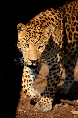 leopar