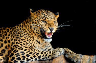 leopar