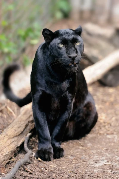 Leopardo negro — Fotografia de Stock