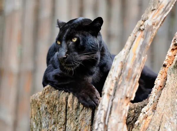 Leopardo negro — Foto de Stock