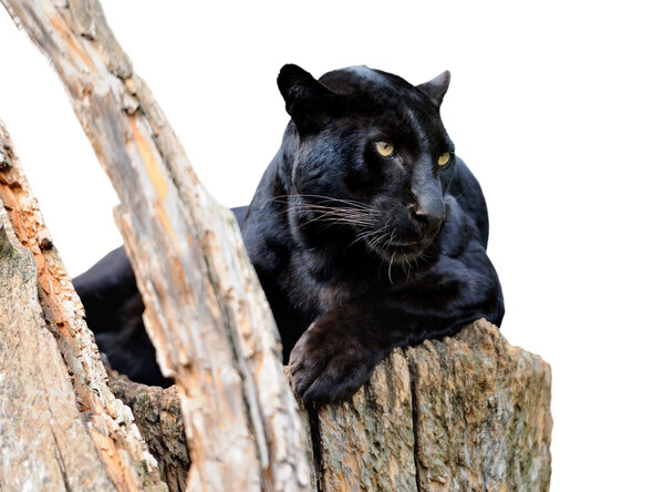 Black leopard isolated on white background