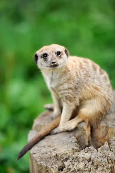 Un suricata de pie y mirando alerta —  Fotos de Stock