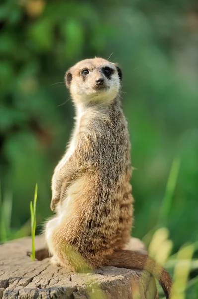 Um meerkat de pé e olhando alerta — Fotografia de Stock