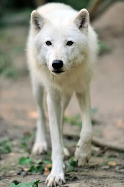 흰 늑대 — 스톡 사진