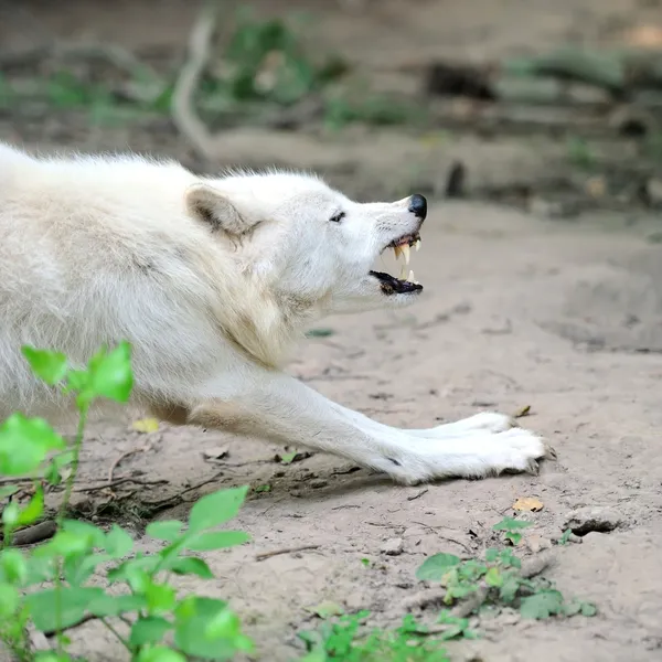 白狼 — 图库照片