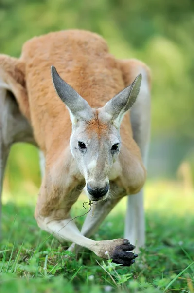 Kangoeroe — Stockfoto