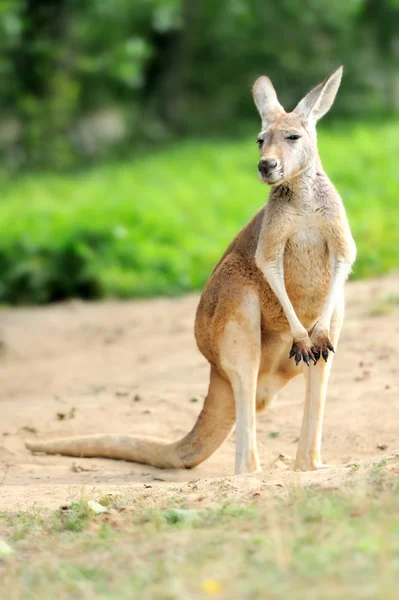 stock image Kangaroo