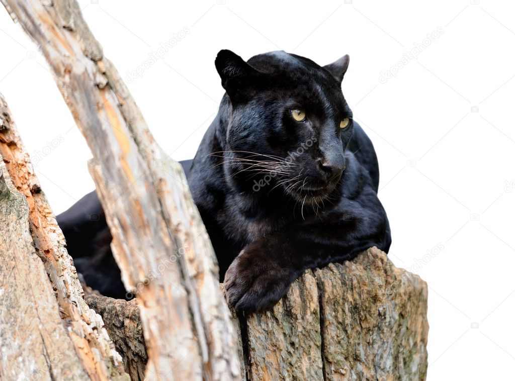 Black leopard isolated on white background