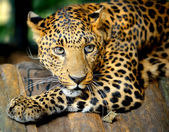 Leopard portré