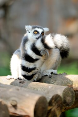 Genç ring-tailed Maki