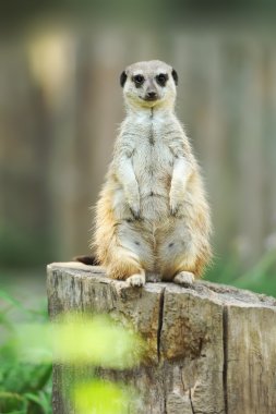 meerkat ayakta dik ve seyir uyarısı