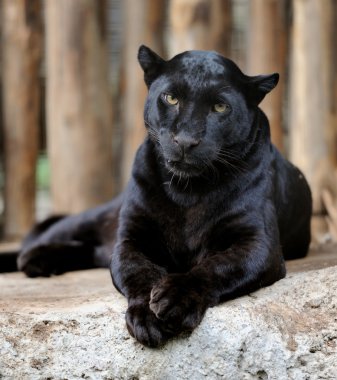 Black leopard clipart