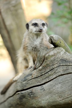 meerkat ayakta dik ve seyir uyarısı