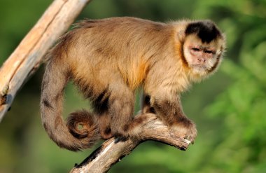 Capuchin monkey clipart