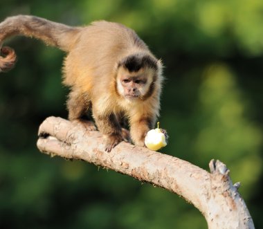 capuchin maymunu