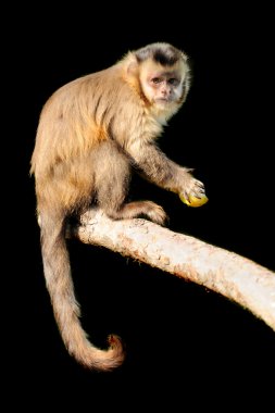 Capuchin monkey on black background clipart