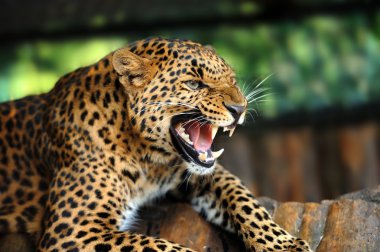 leopar portre