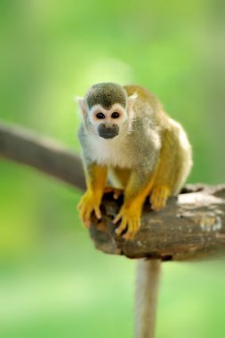 Close-up of a Common Squirrel Monkey clipart