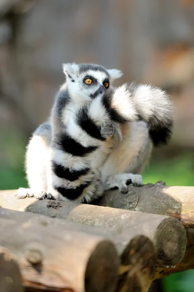 Young ring-tailed lemur — Stock Photo, Image