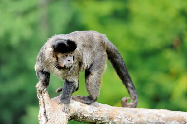 Kapucynów małpy — Zdjęcie stockowe