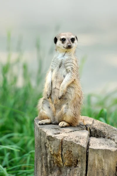 A meerkat standing upright and looking alert — Stock Photo, Image