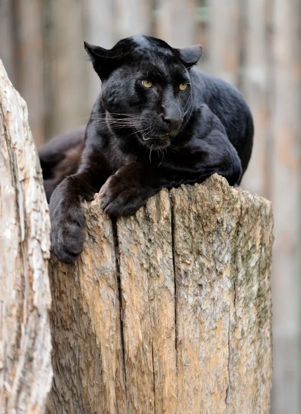 Чорний леопард — стокове фото