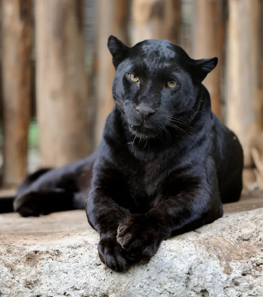 Black leopard — Stock Photo, Image