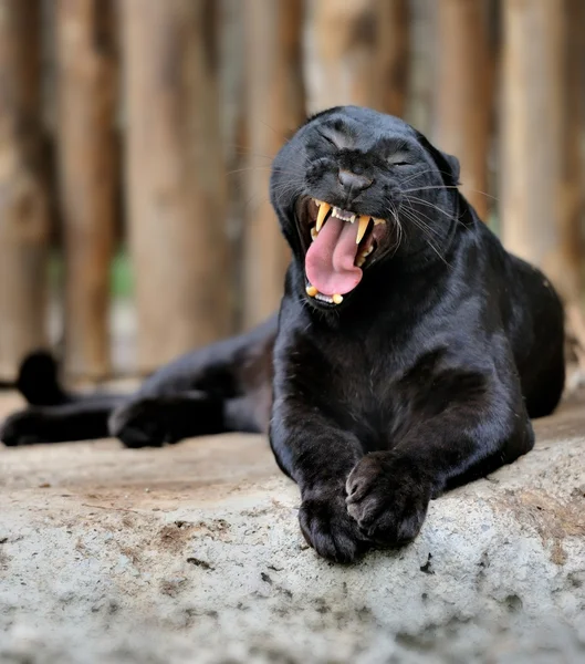 Black leopard — Stock Photo, Image