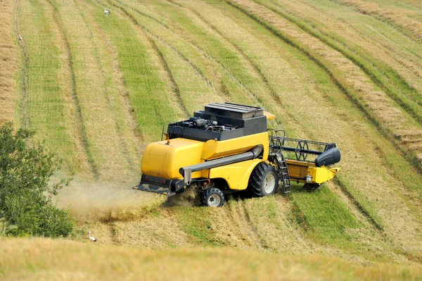 Combine harvester harvesting wheat cereal in farm — Stock Photo, Image