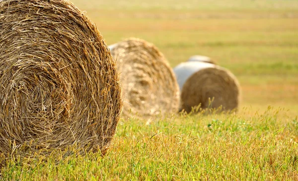 Straw bales in irish countryside — Stock Photo, Image