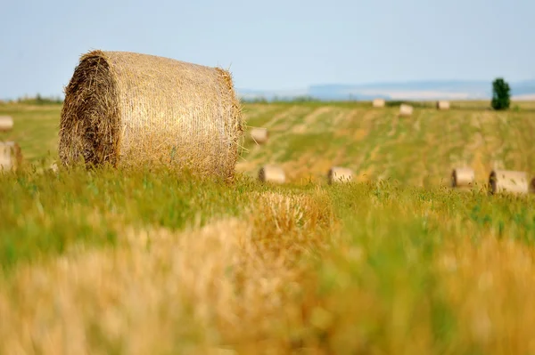 Balíky slámy v irském venkově — Stock fotografie