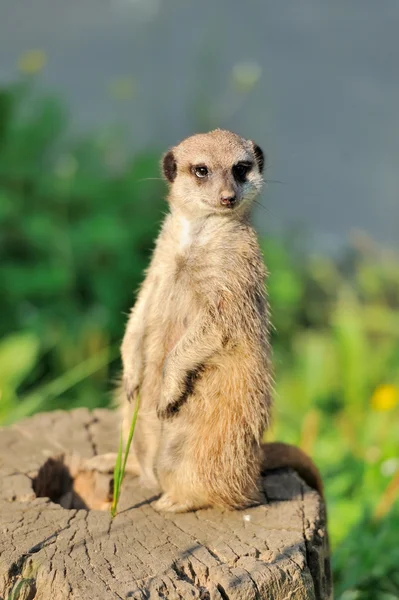 Μια meerkat στέκεται όρθια και αναζητούν συναγερμού — Φωτογραφία Αρχείου