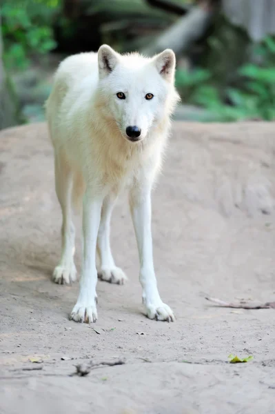 Lobo blanco — Foto de Stock