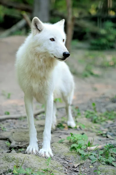 白狼 — ストック写真