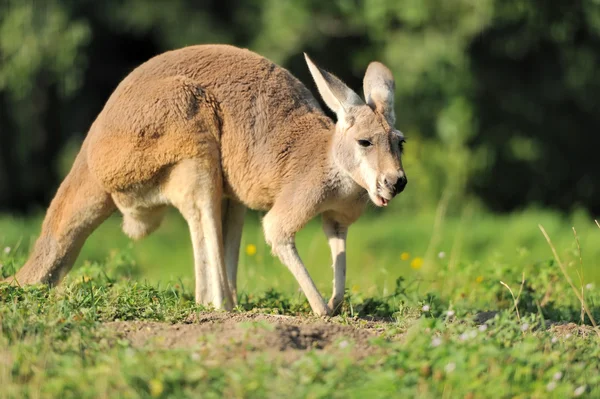 stock image Kangaroo