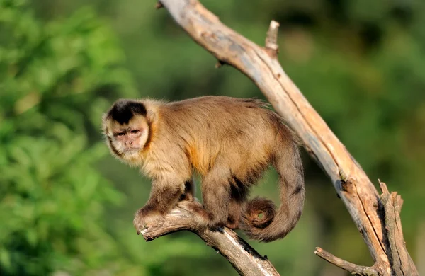 Kapucínský opice — Stock fotografie